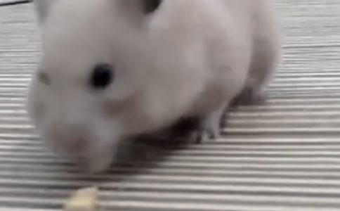 �}�����꼉����