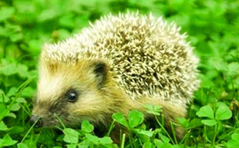 ӛ������x����С����}Ŀ��������