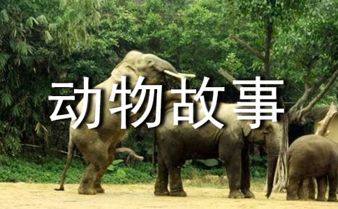 【熱門】動(dòng)物故事童話的作文3篇