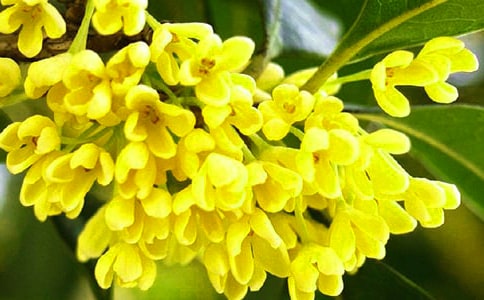 �茑�𻨵����ģ����x15ƪ��