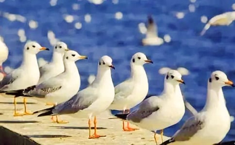《海鷗喬納森》讀后感(精選35篇)