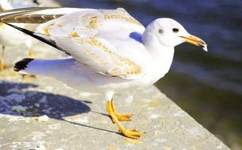 ���t�Ļ������Z�_�˴󺣃�������