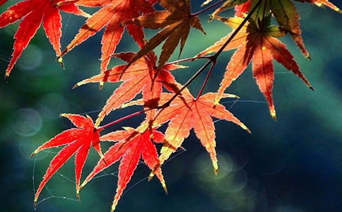 �t�~����x�}�c��