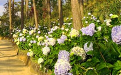 美麗的花園作文300字