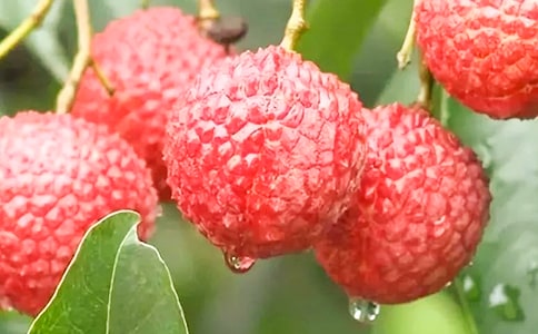 ���l����֦С�W������