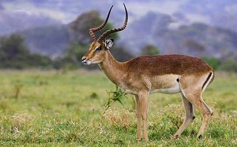 �m��������ľ������