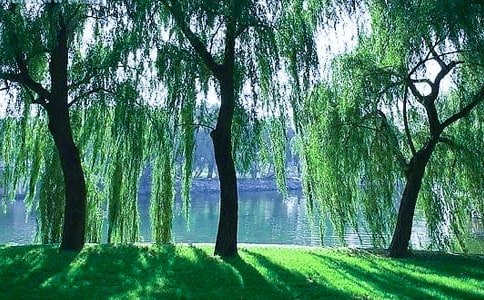 ��ͯ��(hu��)����(sh��)�L��(hu��)С�W(xu��)����Ʒ�DƬ��ȫ