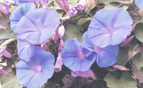 �茑��ţ�������ĺϼ�15ƪ
