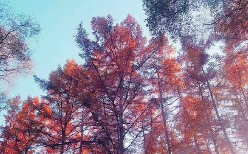 Ц�����յ���x��