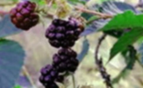 高大的桑果樹作文