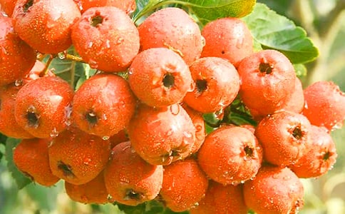 �P���茑ɽ髵�����300��