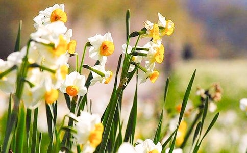 水仙花的觀察日記400字(精選13篇)