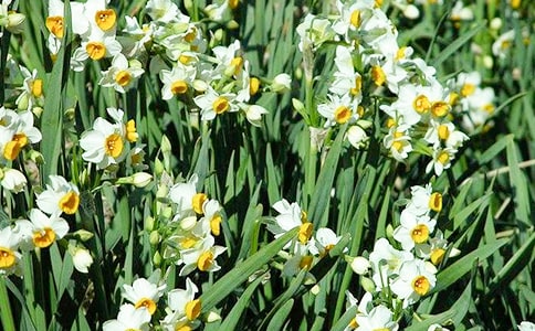 小學四年級觀察水仙花的日記四則
