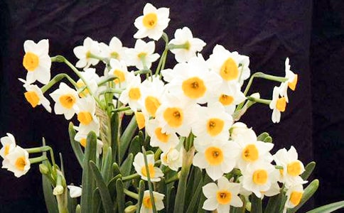 水仙花觀察小日記