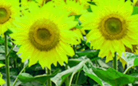 С�W�����տ���ͯ����Ʒ���p