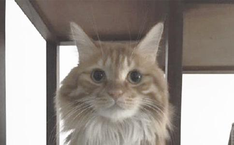(����)���õ�С؈������