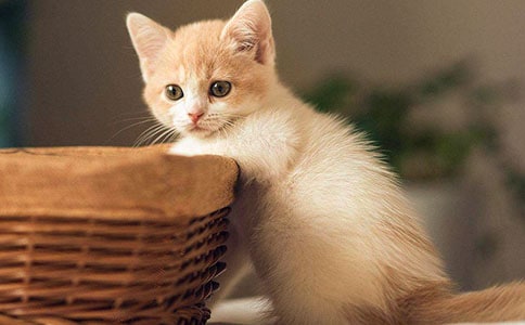 �ɐ۵�С؈���ġ���(y��u)�x15ƪ��