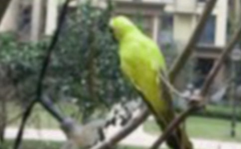 ����׃��һֻ������С�B����