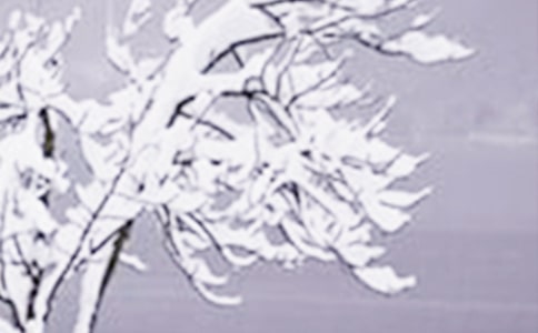 小雪閱讀理解及答案