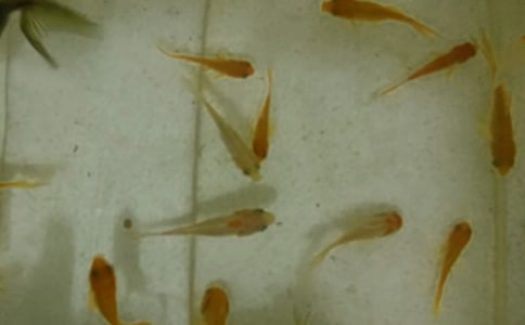 放魚苗周記