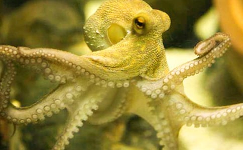我釣到了一條大章魚作文