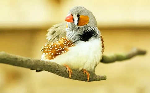語文《珍珠鳥》閱讀原文試題及答案解析