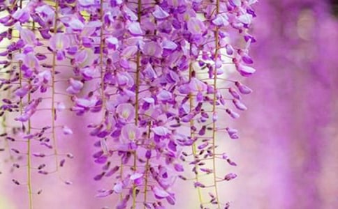 【精選】紫藤花作文