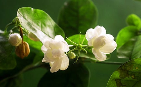 ֲ����������600��