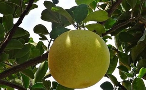 �茑���ӵĠ�������