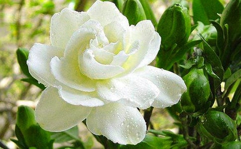 何炅《梔子花開》簡譜簡易版