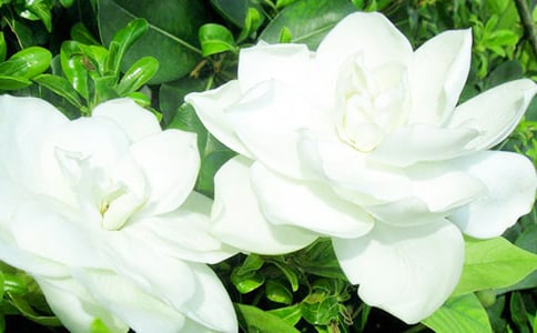 �d�ӻ����ģ�����4ƪ��