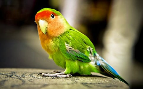 �ҵ�С�W�^��������
