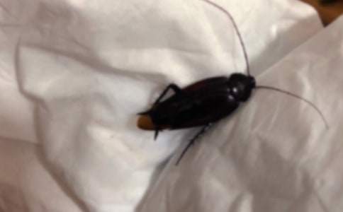 �ґ�(zh��n)����������꼉(j��)����