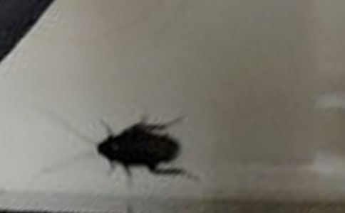 蟑螂的生命力作文