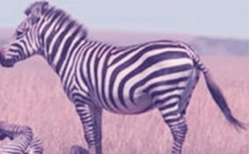 �а��Z�Թ��¡�С���R�p�ʡ��Ľ̰�