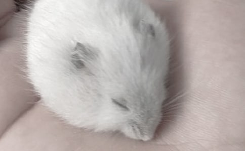 我的動物朋友倉鼠作文