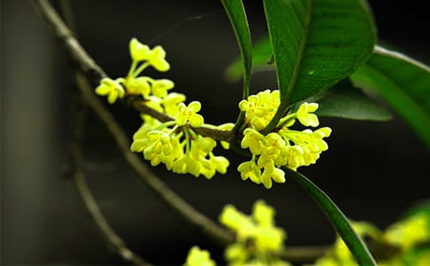 �茑������