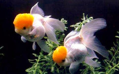 金魚觀察作文600字5篇