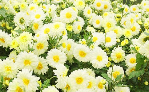 ٝ��Ұ�ջ��ĳ�������