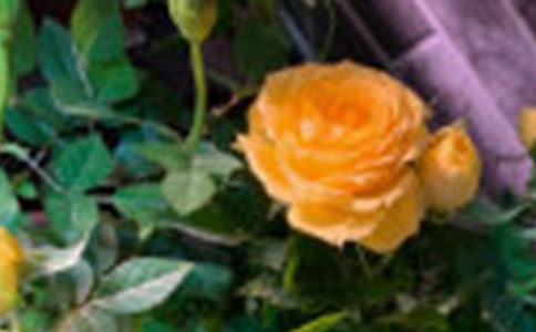 �P�����꼉õ�����ĺϼ�5ƪ
