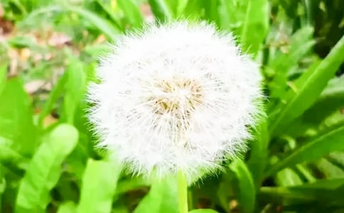�ѹ�Ӣ�����ľ��A[9ƪ]