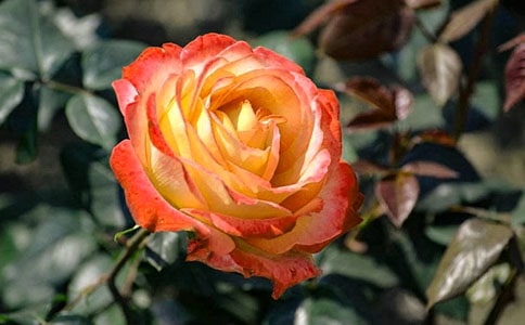 �ҵ�ֲ�������¼�������(���])