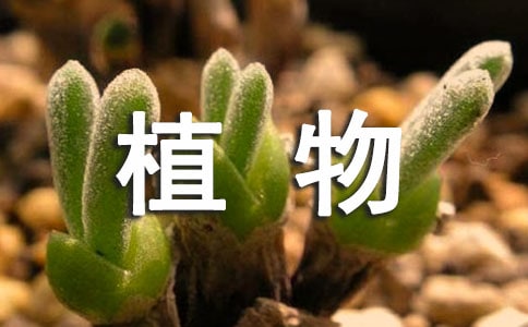 �����A��ֲ���^����ӛ���ąR����ƪ