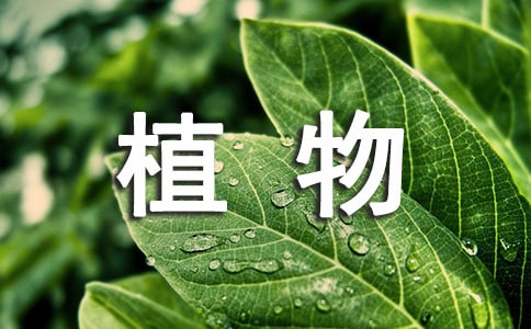 實用的多肉植物觀察日記3篇